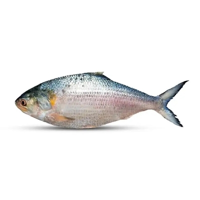 Ilish/Hilsa Fish
